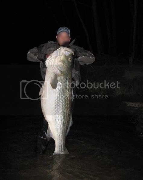 striper forum|Striped Bass Forum .